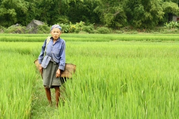Image of woman carrying basket through the rice field in Mai Chau Village.