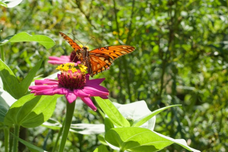 Image of orange and black butterfly on a bright pink flower seen at Chaco Verde Butterfly Farm on Ometepe Island, Nicaragua.