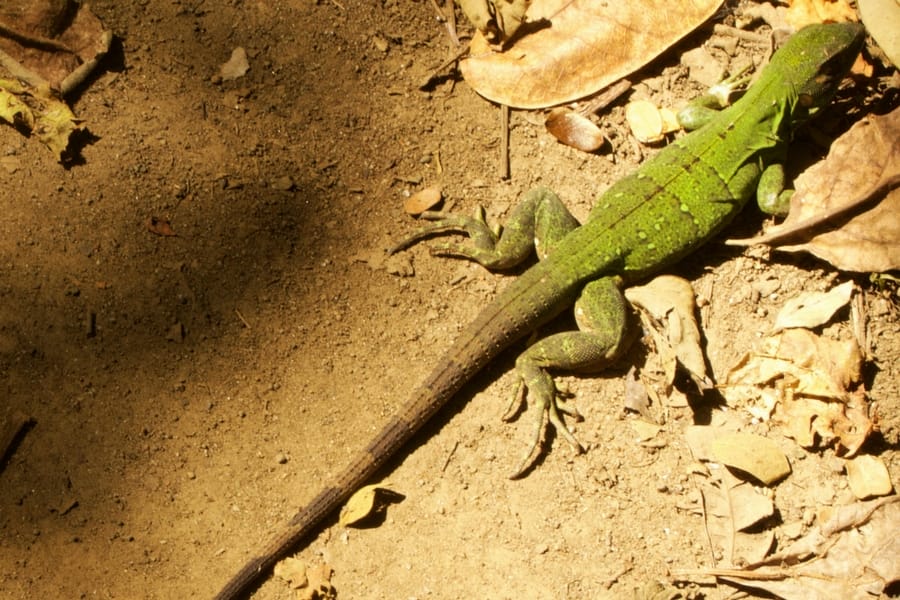 Image of green and brown lizard seen while hiking at Chaco Verde on Ometepe Island, Nicaragua.