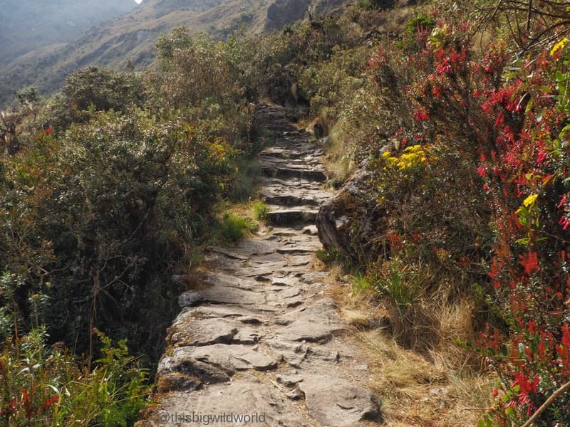 Image of the Inca Trail on Day 3 of the hike in Peru with flowers along the trail.