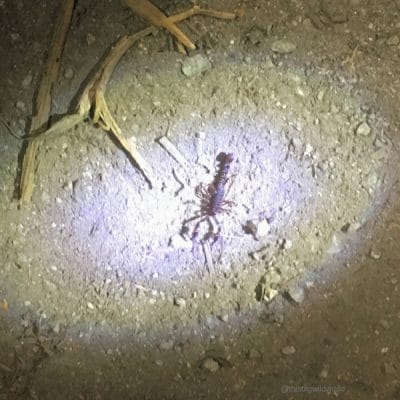 Image of a small scorpion seen in front of our tents on the third night of the Inca Trail hike.
