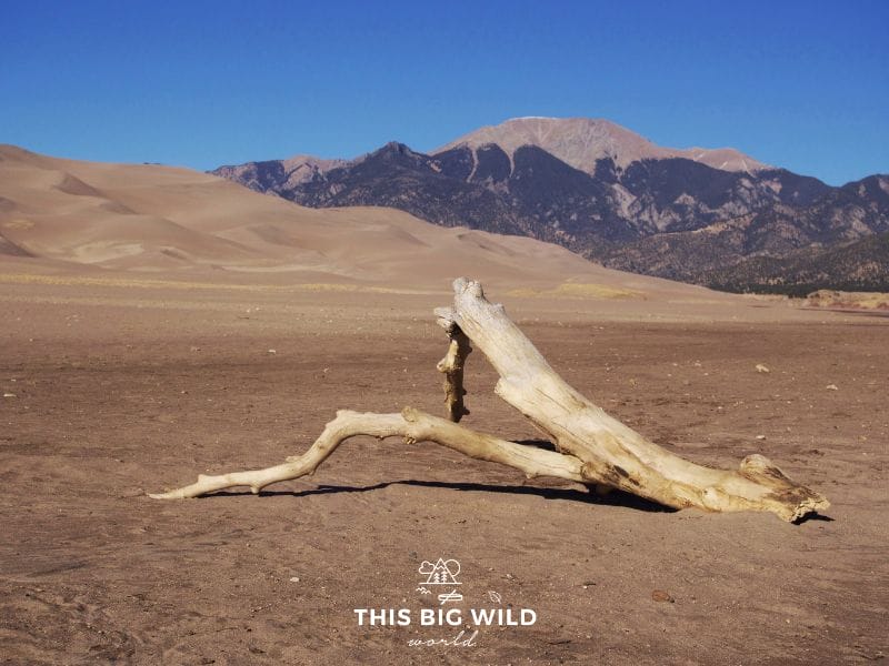 Image of dead tree limb with shadow lying on sand in front of sand dunes with mountains behind them at Great Sand Dunes National Park in Colorado. This was one of my favorite stops on my LA to Denver road trip!