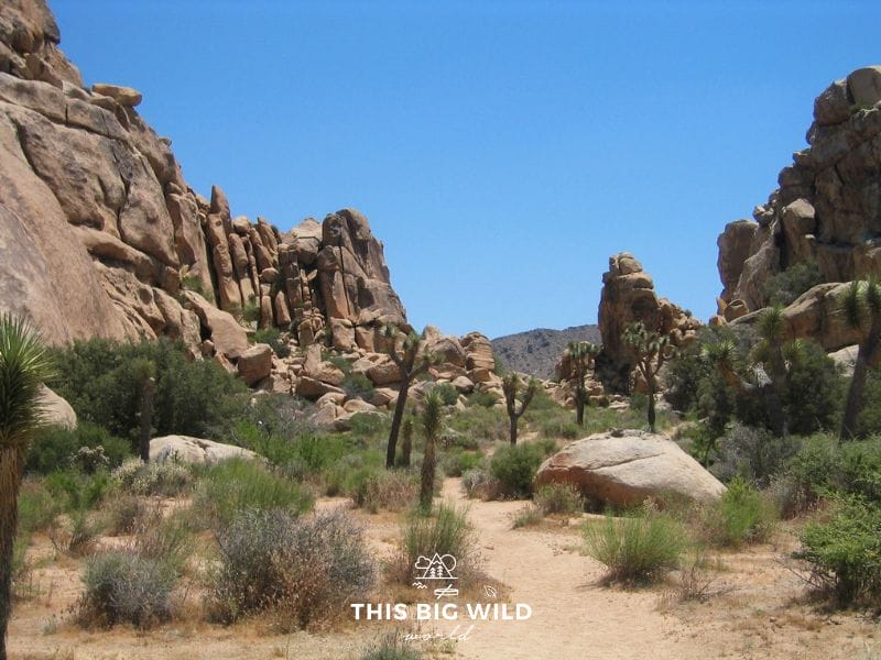 Image of large rock formations and joshua trees near the North Entrance to Joshua Tree National Park in California.