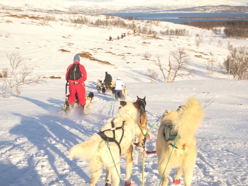 Dog sledding downhill through the Arctic countryside is one of the things to do in Tromso.