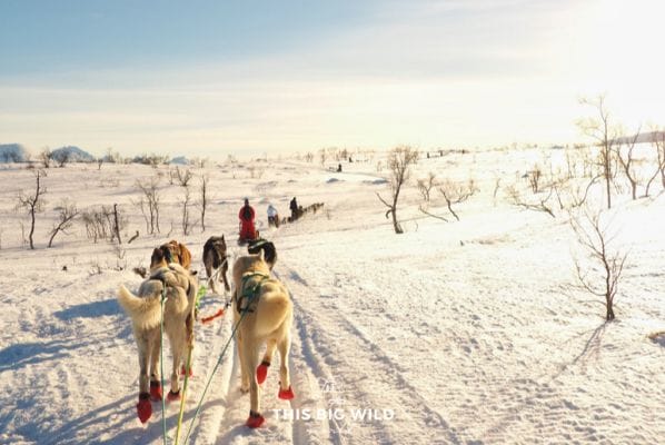 Epic adventures in Tromso in winter include dogsledding, chasing the northern lights, winter hiking and more!