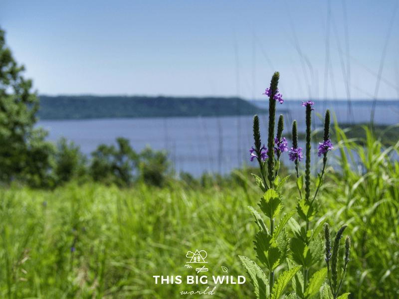 View of Lake Pepin from Frontenac State Park in Minnesota.