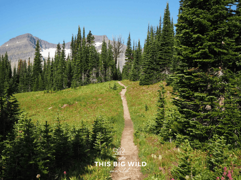 A narrow hiking trail extends off into the distance. On either side is an alpine forest and tall trees with a snow covered mountain off in the distance at Glacier National Park.