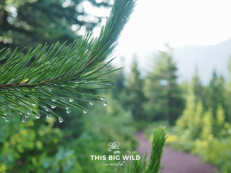 Morning dew hangs on the pine needles along the Iceberg Lake Trail in Glacier National Park.