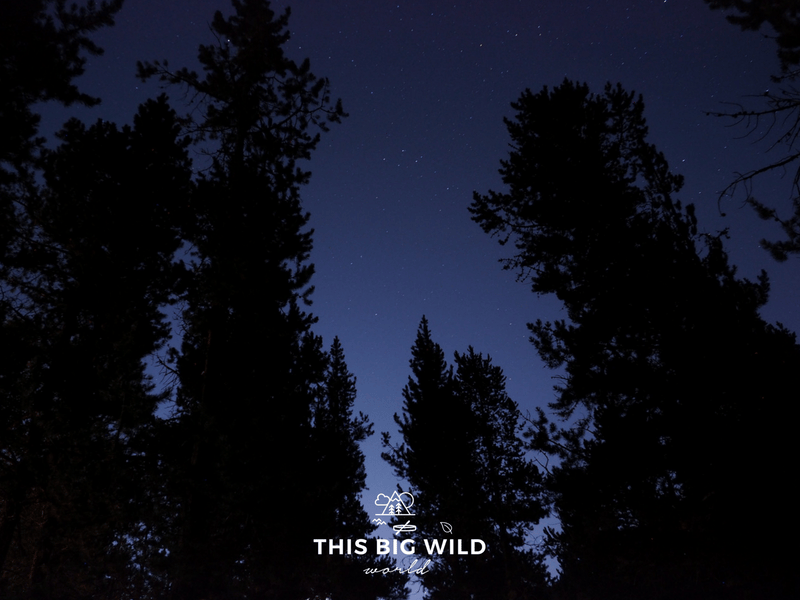 The starry night sky is above with silhouettes of tall trees in the foreground at Glacier National Park.