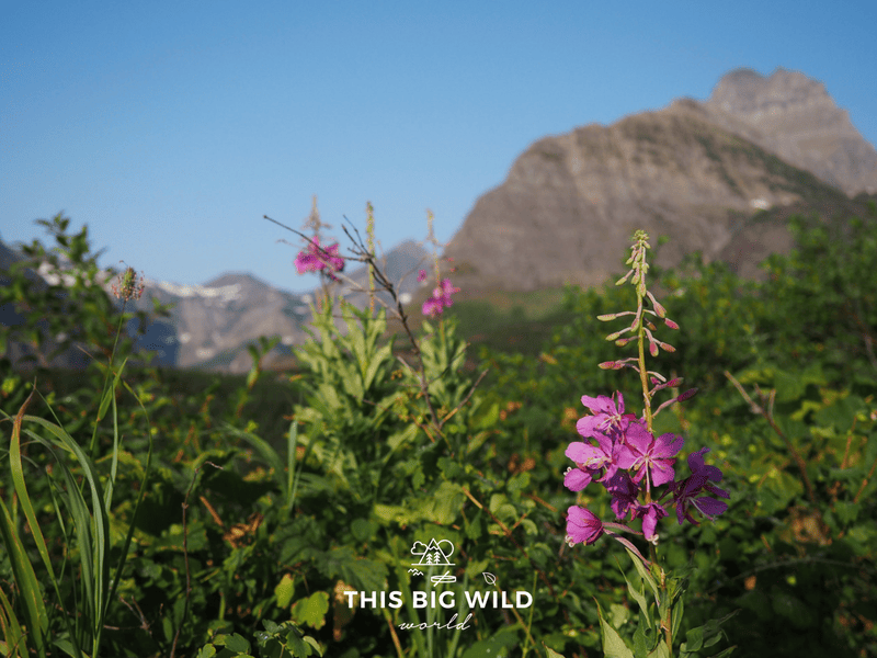 Catch the wildflowers in bloom along the trails in Glacier National Park.