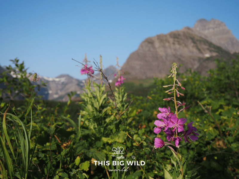 Bright pink wildflowers in bloom along the hiking trail in Glacier National Park.