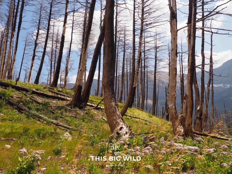 Along the descent into Baring Creek Valley and Sunrift Gorge, you'll see remnants of recent forest fire damage.