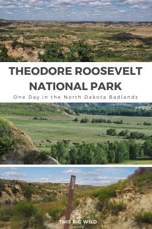 Did you know the Badlands extend into North Dakota? Explore the North Dakota Badlands at Theodore Roosevelt National Park. Along with the breathtaking views, see bison, prairie dogs, wild horses, and fields of wildflowers. See the highlights with this one day Theodore Roosevelt National Park itinerary. #badlands #northdakota 