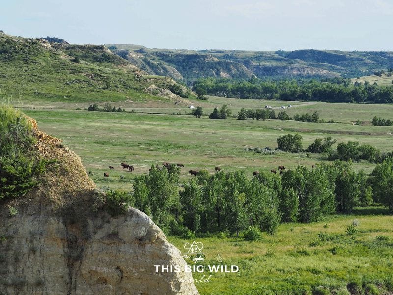See bison grazing from above at Theodore Roosevelt National Park.