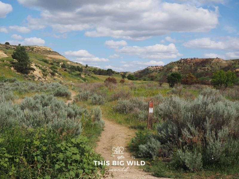 The Jones Creek Trail in Theodore Roosevelt National Park is an easy 3 mile trail lined with wildflowers and grassy plains.