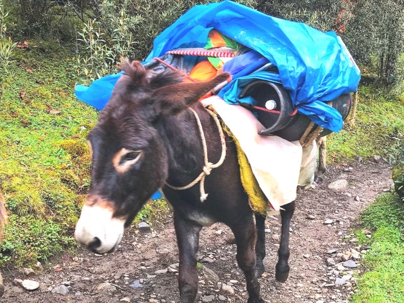 A donkey is on Bonnie of 43 Blue Doors's not-so-essential hiking gear list.