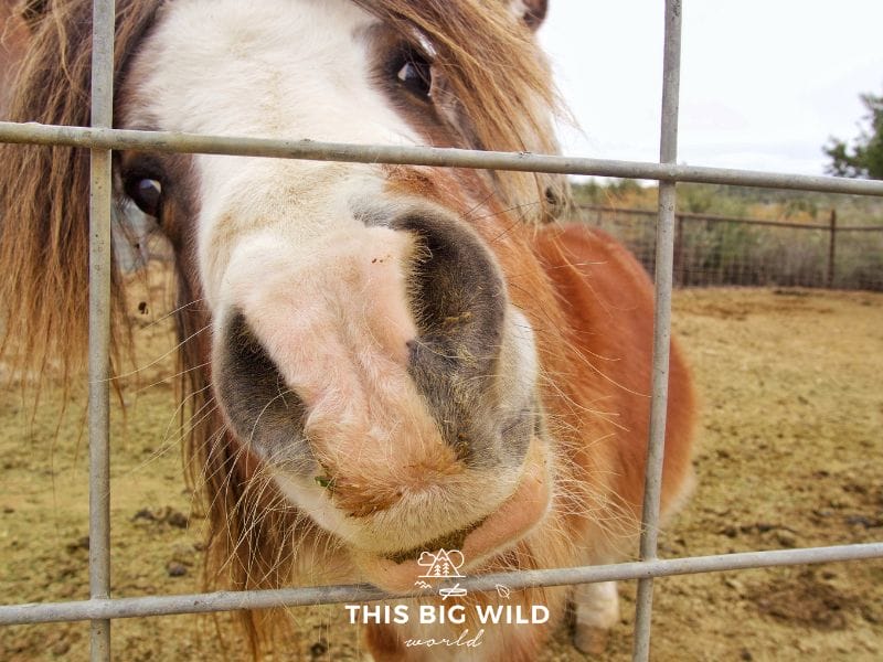Before horseback riding at M Diamond Ranch, say hi to all the animals like this pony!
