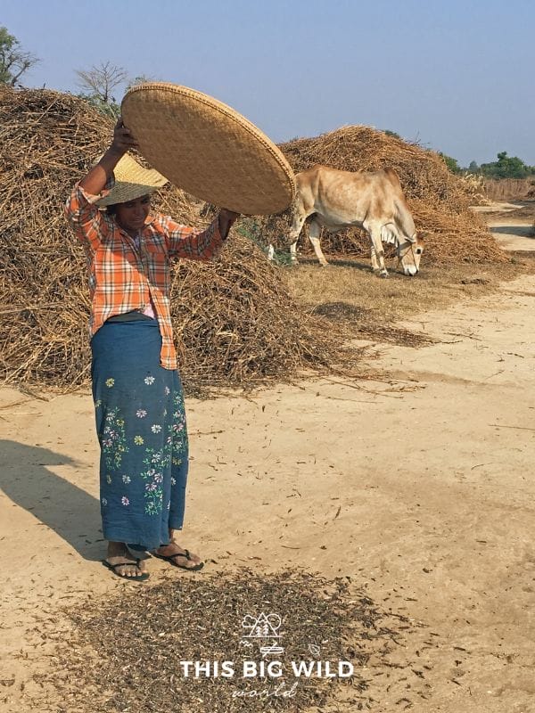 Image of woman sorting beans or grain in the afternoon sun in Bagan Myanmar.