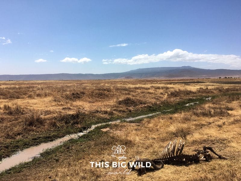 The Circle of Life in real life at Ngorogoro Crater in Tanzania, on a budget camping safari.