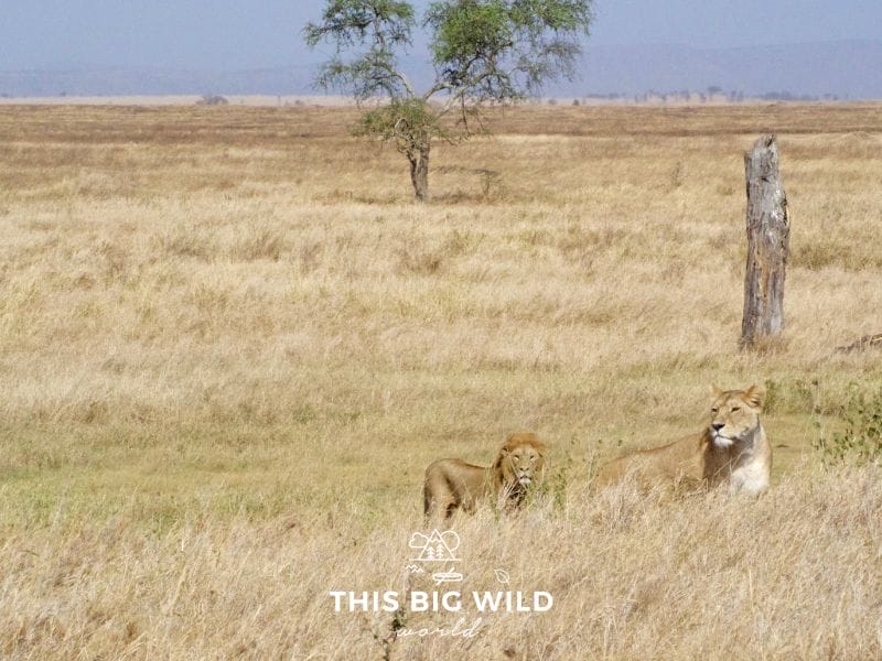 A pair of lions along the road in the Serengeti were on the hunt for food. They are barely visible in the tall grass of the plain.