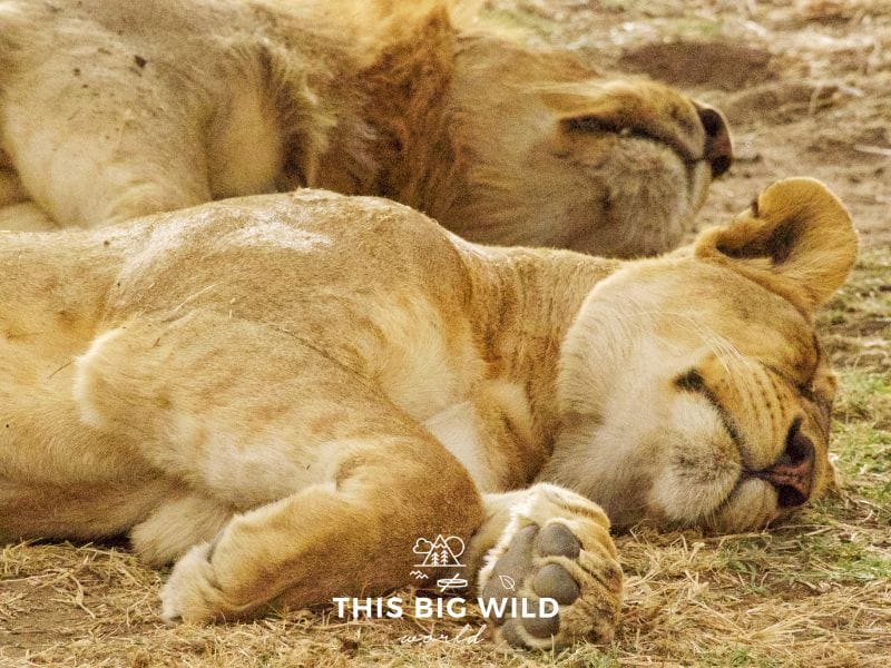 Two lions sleeping on the ground next to each other with a closeup of their paws.