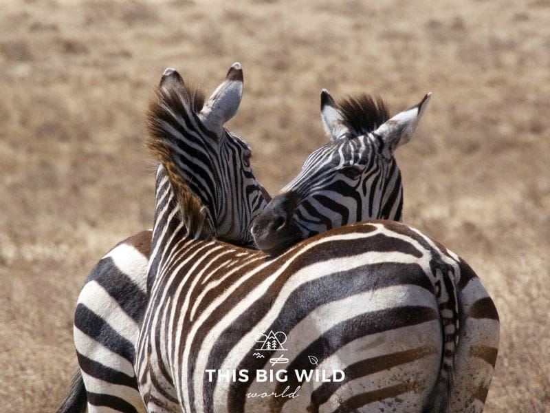 Two zebras resting their heads on each other seen on a budget camping safari in Tanzania.