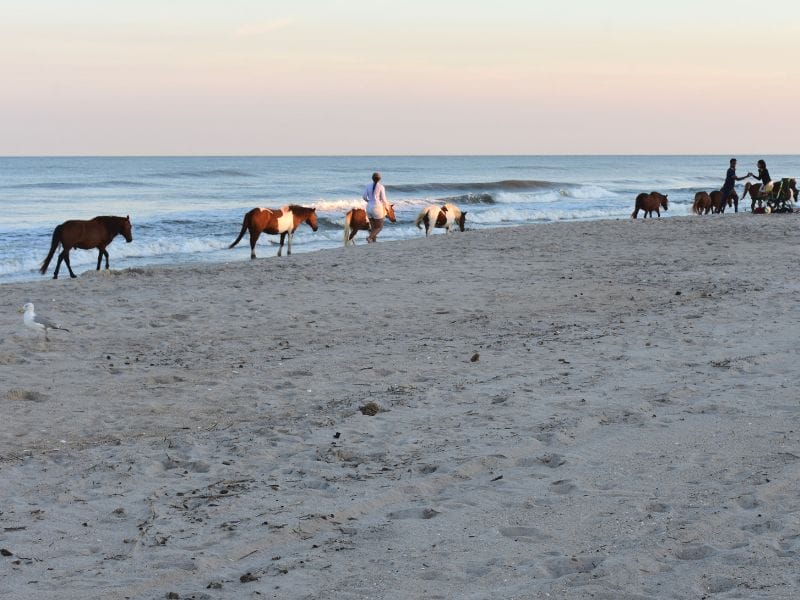 Wild horses wander the beach at Assateague State Park in Maryland. Photo by Meredith from Chasing Abandon. 