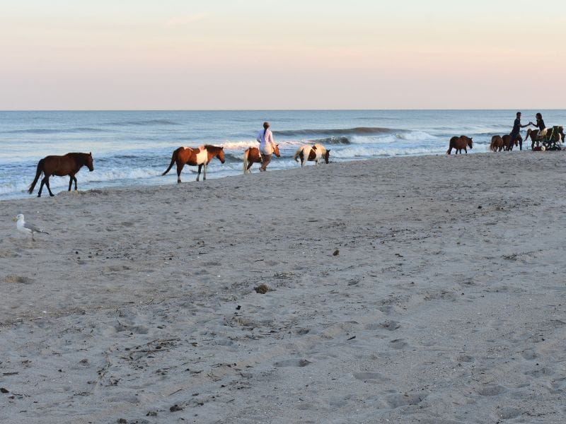 Wild horses wander the beach at Assateague State Park in Maryland. Photo by Meredith from Chasing Abandon.