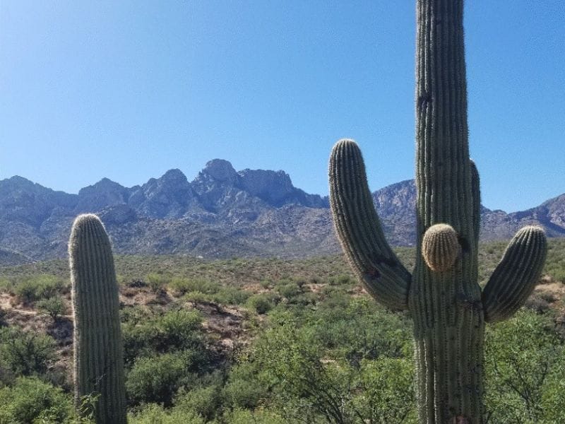 Saguaro cacti against a backdrop of mountains in Catalina State Park in Arizona. Photo by Cassie from White Sands and Cool Breezes.