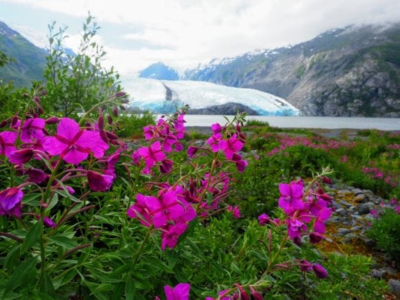 Portage Glacier and Fireweed at Chugach State Park in Alaska. Photo by Wandering Chocobo.