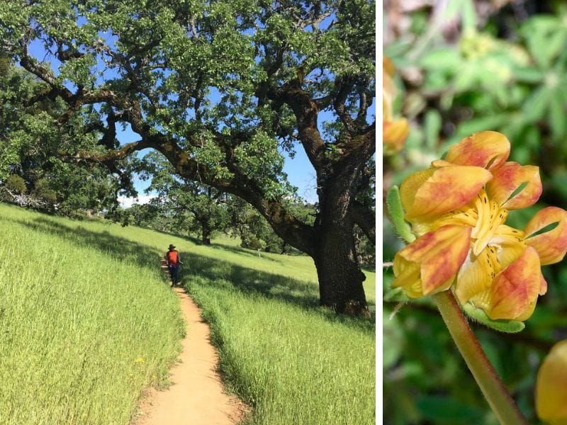 Enjoy the wildflowers and walking through the meadows of Henry Coe State Park in California, in the San Francisco Bay Area. Photo by Jyoti of Story at Every Corner.