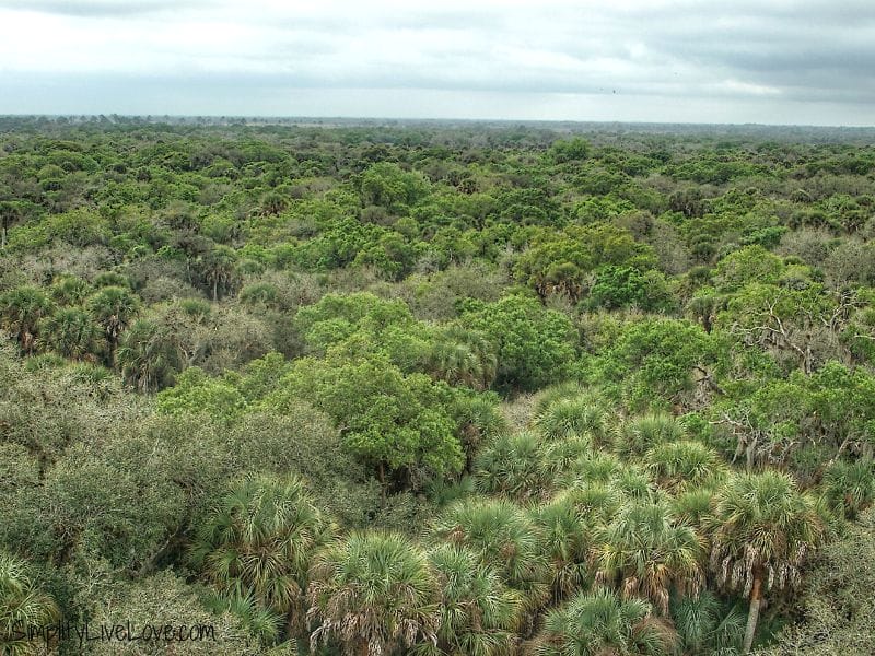 From the Canopy Walk at Myakka State Park in Florida, you see the pine and palm trees for miles! Photo by Michelle from Simplify Live Love.