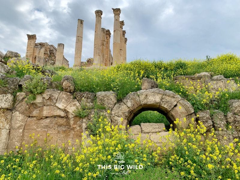 In late March and early April, see wildflowers blooming through the ancient city of Jerash near Amman.