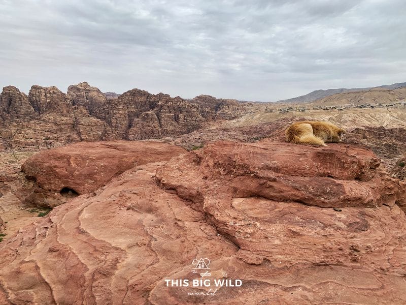 This sweet dog hiked with us both days in Petra. Here he took a quick nap on the Al Khubtha trail.