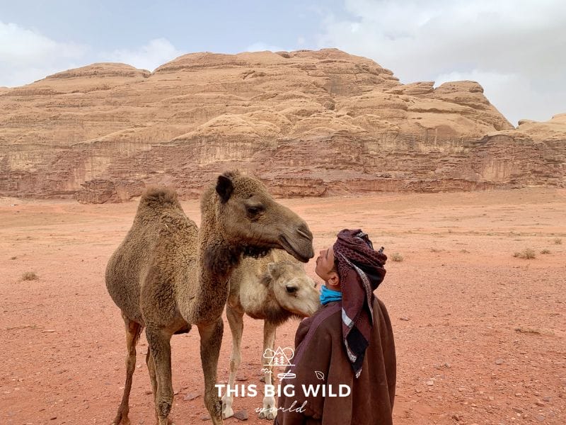 Our Wadi Rum Jeep tour guide getting a kiss from a wild camel.