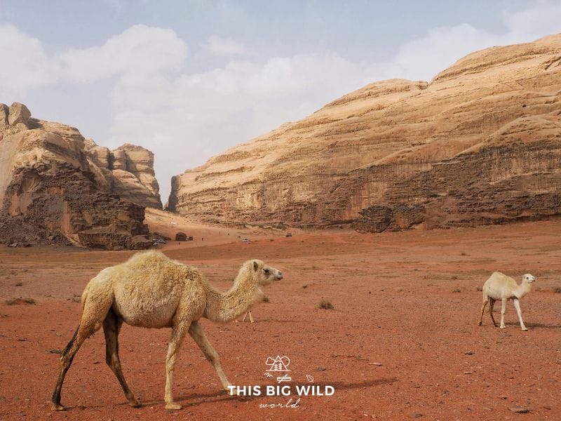 Wild camels wander through Wadi Rum. Some of them will approach your Jeep curious to check you out like these two!