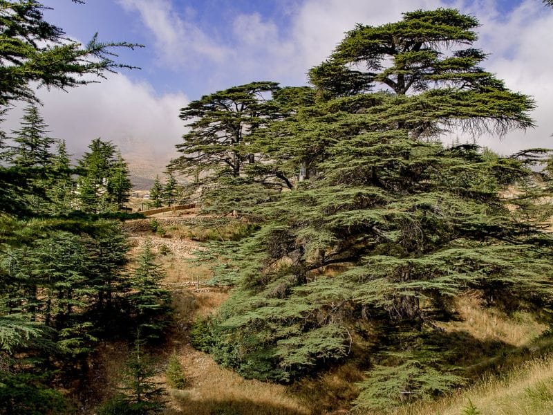 The Forest of the Cedars of God is home to the remaining ancient Lebanese Cedar trees, some more than 3000 years old!