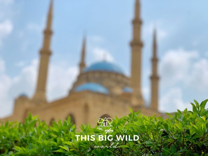 The blue domes of Mohammed Al Amin mosque blurred in the background of the bright green leaves of a bush in downtown Beirut.