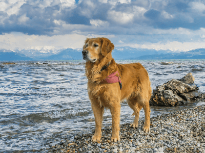 Golden Retriever standing on a pebbly beach with big fluffy clouds in the sky.