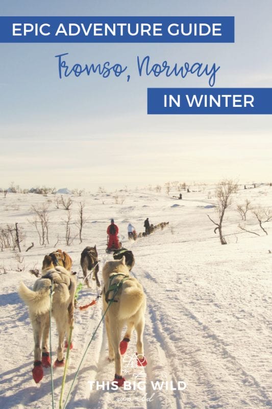 Text: Epic Adventure Guide Tromso Norway in Winter Image: White dogs with red boots are pulling a sled through the snow with several other sleds on the trail in front of them.