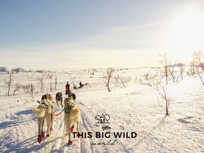 Two white huskies with red boots are pulling a sled with a team of other dogs through a snow covered landscape with mountains in the distance. 