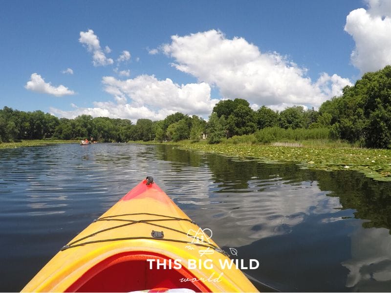 Kayaking is a popular way for Minnesotan to enjoy lake life during the summer! A blue sky with big fluffy clouds is reflected in the ripples of water as seen from the inside of a kayak with green trees and lily pads lining the horizon.