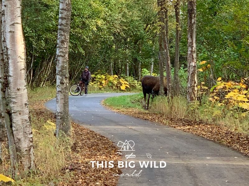 A moose grazes among the trees along the edge of the Tony Knowles Coastal Trail bike path in Anchorage, blocking a biker from passing. 
