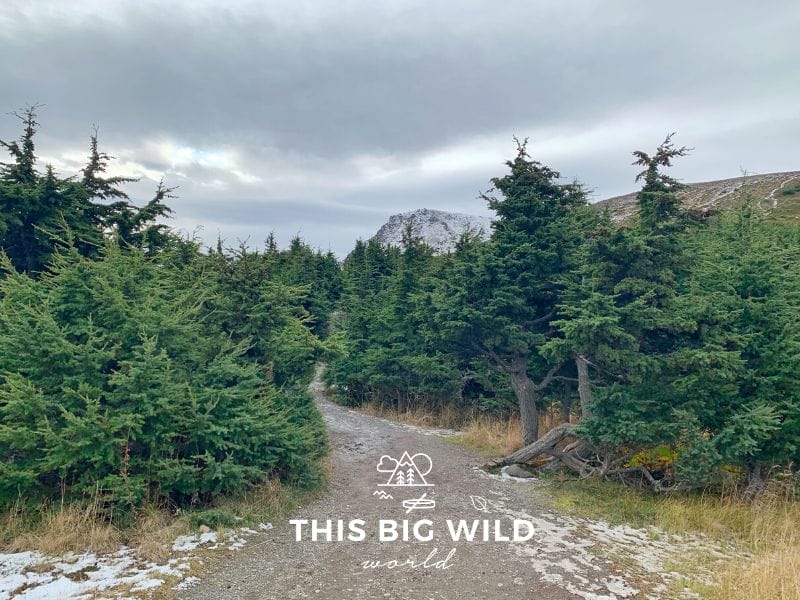 The Flattop Mountain Trail starts out with lush green trees on both sides but the snowy mountain peeks up above the tree line near Anchorage Alaska.