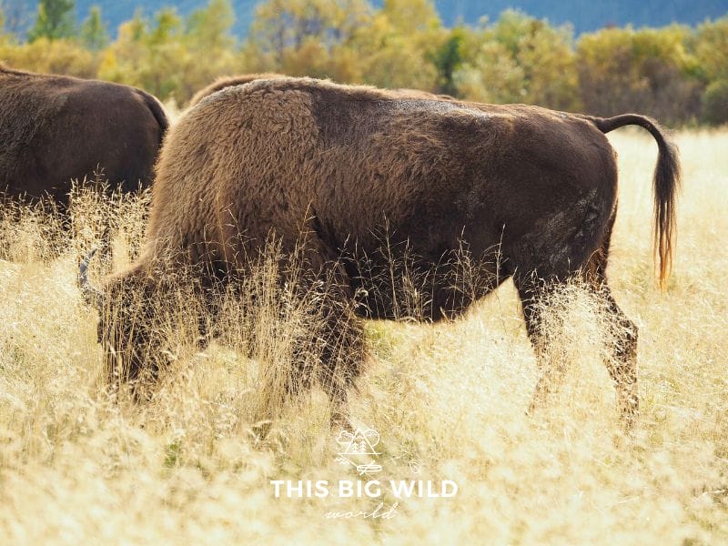 Up close view of a buffalo grazing among yellow grass at the Alaska Wildlife Conservation Center near Anchorage.