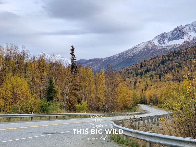 A windy road lined with bright yellow trees and snow capped mountains on the road to Palmer from Anchorage Alaska.
