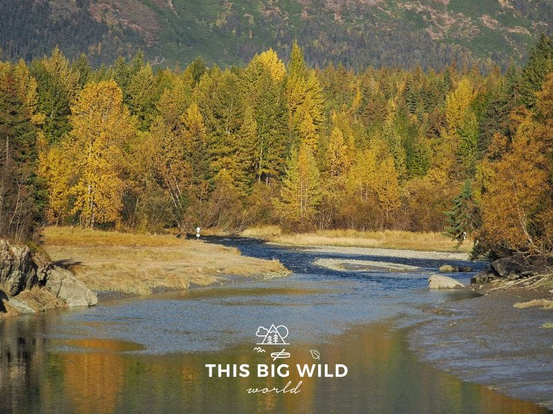 Stop along the Old Seward Highway at Bird Creek to enjoy the fall colors and maybe even some fly fishing!