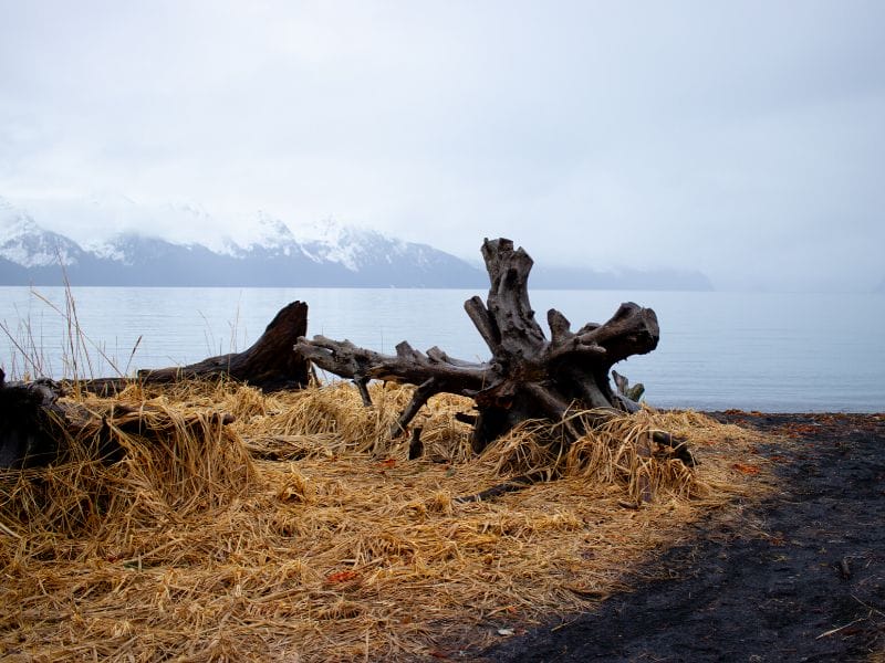 Driftwood rests on the beach near Lowell Point with snowcapped mountains in the distance.