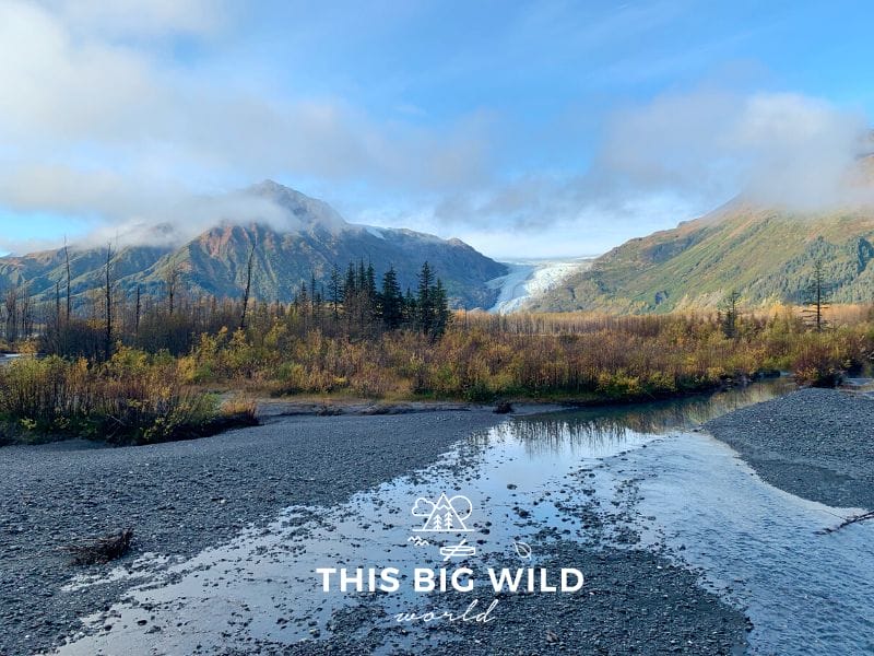 Exit Glacier in the distance between two mountains with bright yellow trees in the foreground.