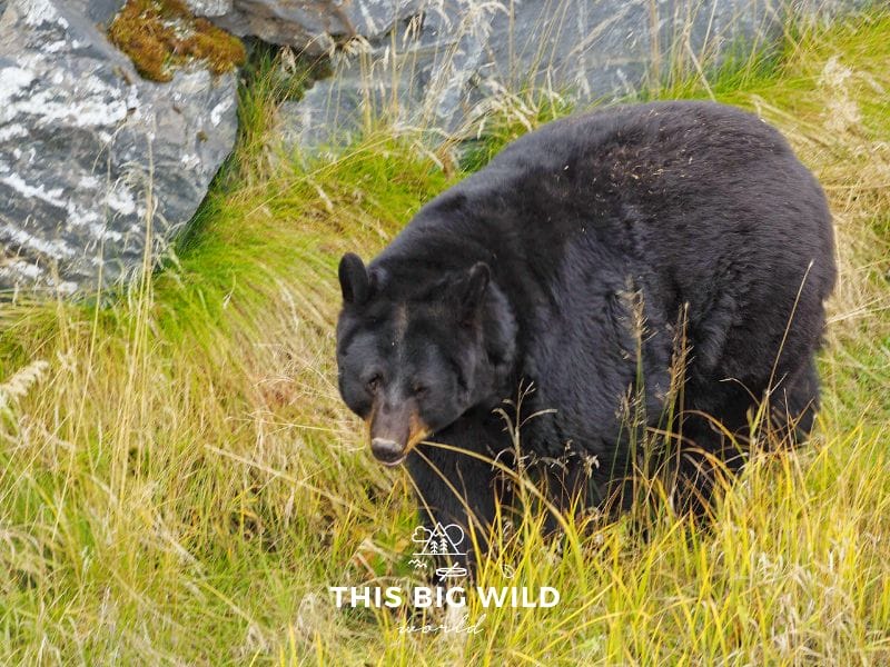 A black bear walks through tall yellow grass with large rocks behind it.